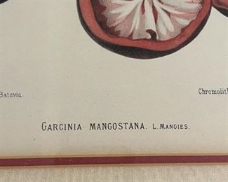 berthe hoola van nooten chromolithograph