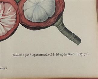 berthe hoola van nooten chromolithograph