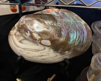 Abalone shell