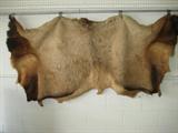 Elk Hide