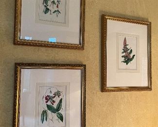 Set of 3 botanical prints