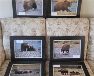 Framed, Signed Photos, Bears