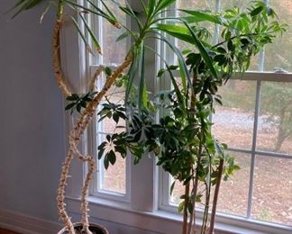 Assorted potted plants of various sizes