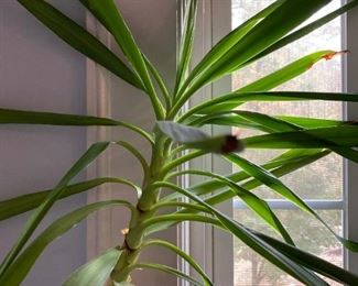 Assorted potted plants of various sizes