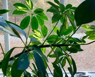 Assorted potted plants of various sizes
