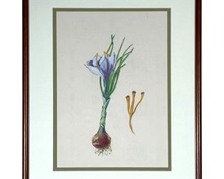 PASTEL BOTANICAL DRAWING  |  
Pastel and graphite on paper, showing a flowering onion or garlic bulb, apparently unsigned - w. 15.25 x h. 19.25 in. (frame)
