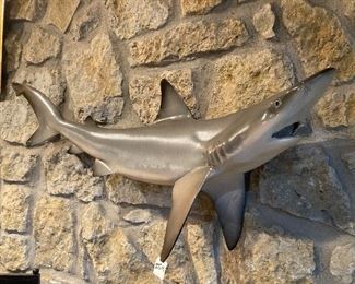Taxidermy Shark..caught in FL