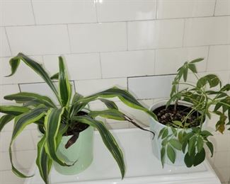 live house plants