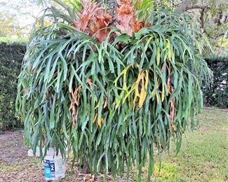 MONSTER SIZE STAGHORN FERN - ABOUT 6 FEET WIDE/TALL - BRING HELP TO LOAD AND MOVE