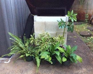 MMT195 Ten Beautiful Potted Plants