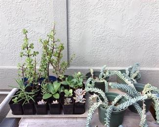 MMT200 Twenty-Six Succulent Plants 