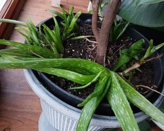 Live Aloe Plants