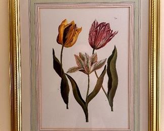 (2) "Tulip" Botanical Prints