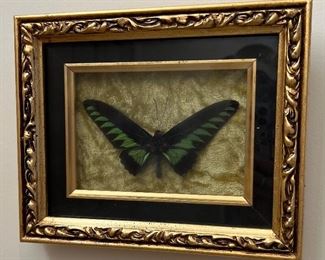 Framed Butterfly