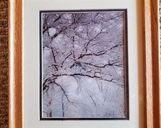 Snowy Tree Photograph - Framed (13.25"x16.25") 