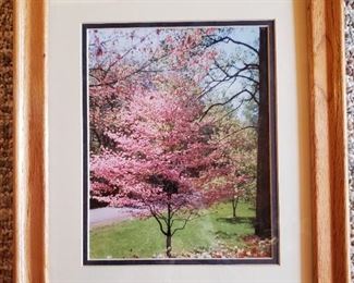 Flowering Pink Dogwood Photograph - Framed (13.25"x16.25")