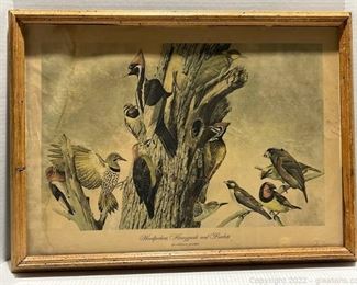 Framed Woodpeckers Honeyguide and Barbets Print by Arthur Singer