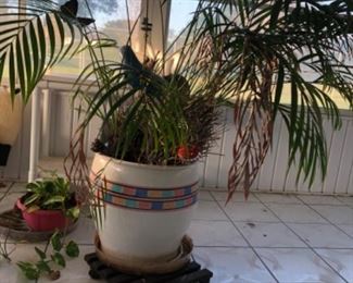 Potted palm in ceramic pot
