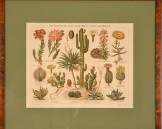 19th Century Hungarian Cactus And Cactus Terms Study