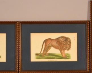 Three 19th Century Animal Prints: Lioness, Lion And Giraffe
