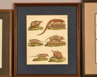 Three 19th Century Animal Species Prints Of Bats, Squirrels And Armadillos
