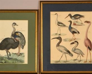 Two Bird Prints: Ostriches And Water Birds