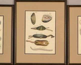 Three 19th Century Prints Of Crustacians
