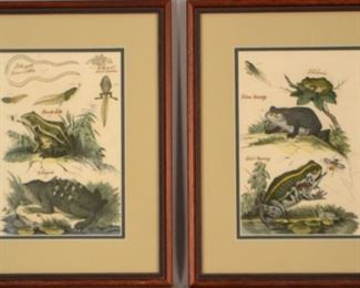 Two 19th Century Toad Prints