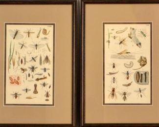 Two 19th Century Insect Prints
