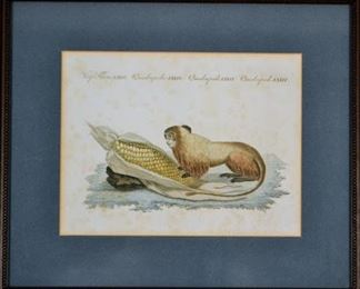 18th Century Hand Colored Monkey Print
