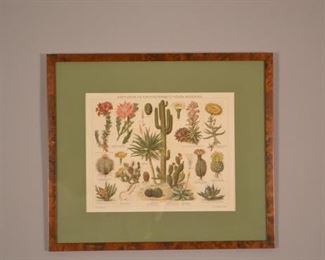 19th Century Hungarian Cactus And Cactus Terms Study