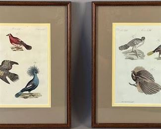 Three 19th Century Animal Species Prints Of Bats, Squirrels And Armadillos

