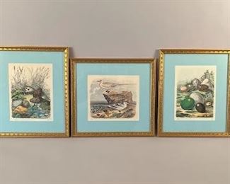 Three 19th Century Coastal Birds And Bird Egg Prints

