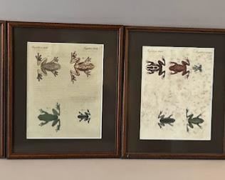 Four 19th Century Amphibian Prints Of Frogs, Snakes And Lizards
