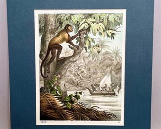 19th Century Print Of The Rothe Howler Monkey
