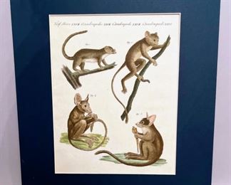 19th Century Print Of Four Maki (Lemurs)