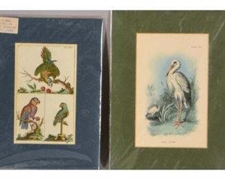 Three 19th Century Animal Species Prints Of Bats, Squirrels And Armadillos
