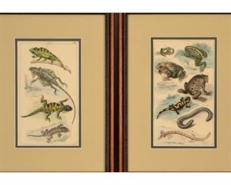 Two 19th Century Animal Species Prints Of Salamanders And Toads