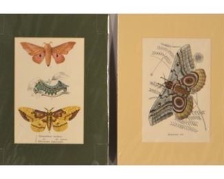 Two Moth Prints
