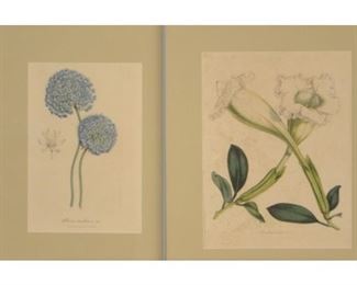 Two 19th Century Floral Prints, Circa 1848

