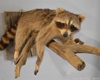 Hanging Out Mounted Raccoon on Branch