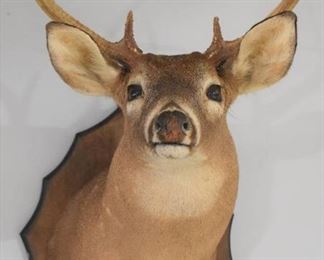 Large Whitetail Deer Shoulder Mount on Trophy Plaque Looking Forward