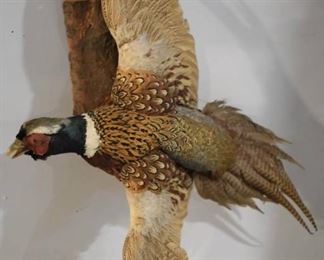 Male Ring Necked Pheasant Mounted on Pine Wood