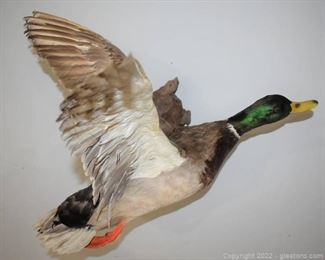 Mallard Drake Duck in Flight Taxidermy Mount