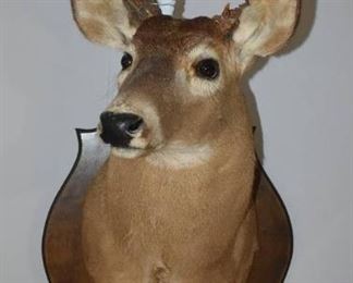 Taxidermy Whitetail Deer Shoulder Mount with Hoof Rack and Mirror Deer Looking Slight to Right