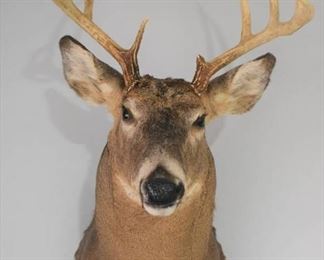 Whitetail Deer Shoulder Mount Looking Forward
