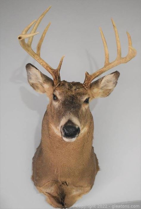 Whitetail Deer Shoulder Mount Looking Forward