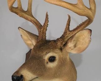 Whitetail Deer Shoulder Mount on Wood Plaque Nice Proportion Head and Rack