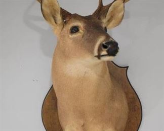Whitetail Deer Shoulder Mount with Hoof Rack and Mirror Deer Looking Slightly Left