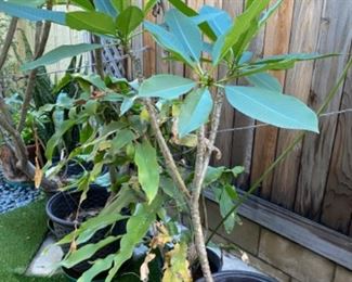 Purumeria trees, assorted about 8 pods.